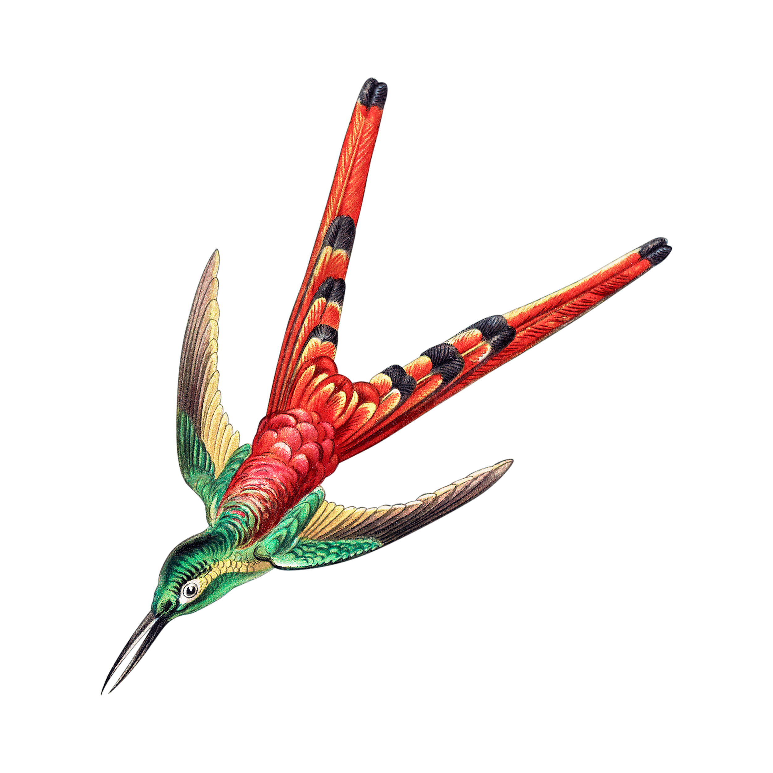 colorful-vintage-hummingbird-illustration-transparent-png