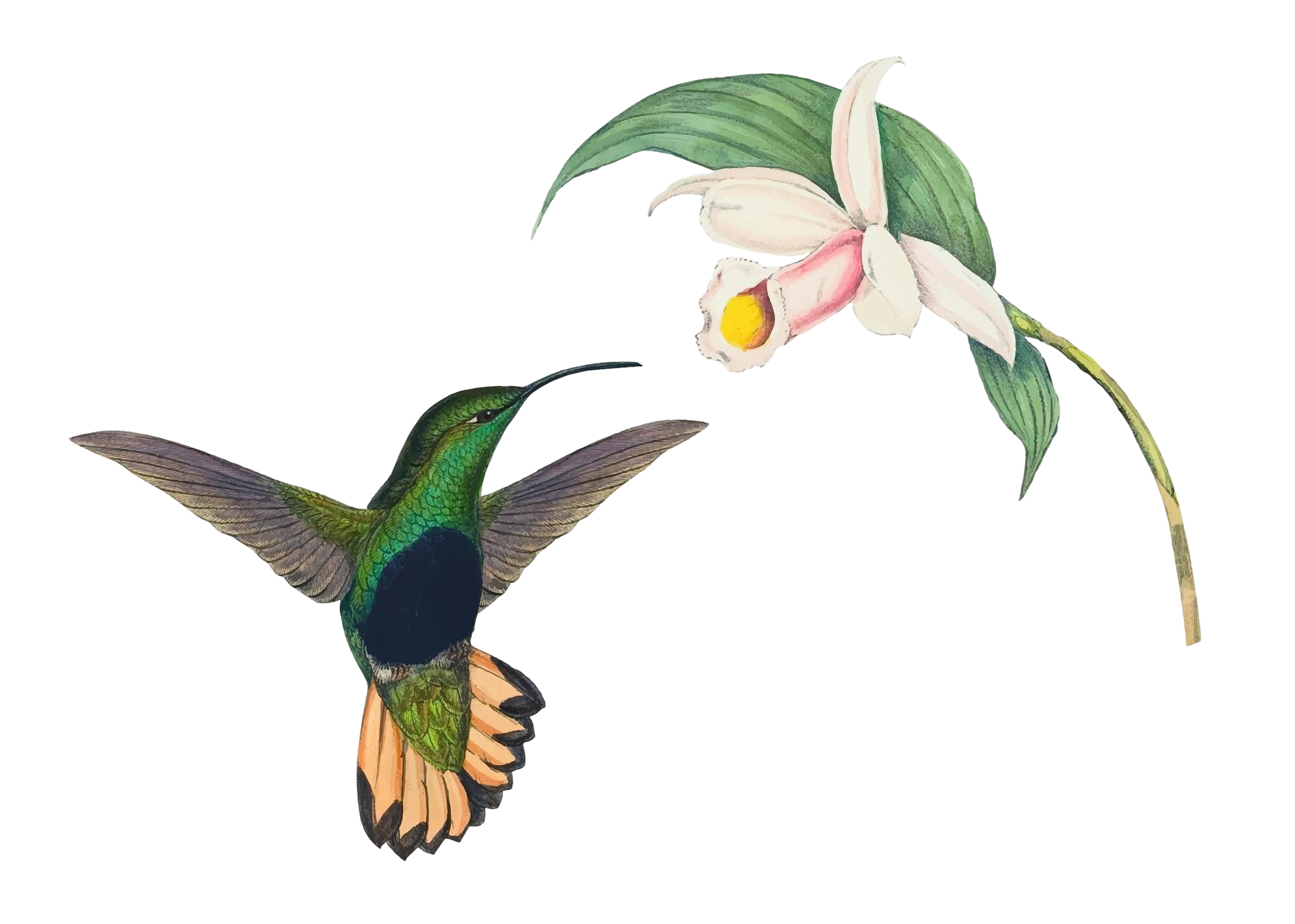 hummingbird-vector-animal-art-print-remixed-from-artworks-by-john-gould-henry-constantine-richter